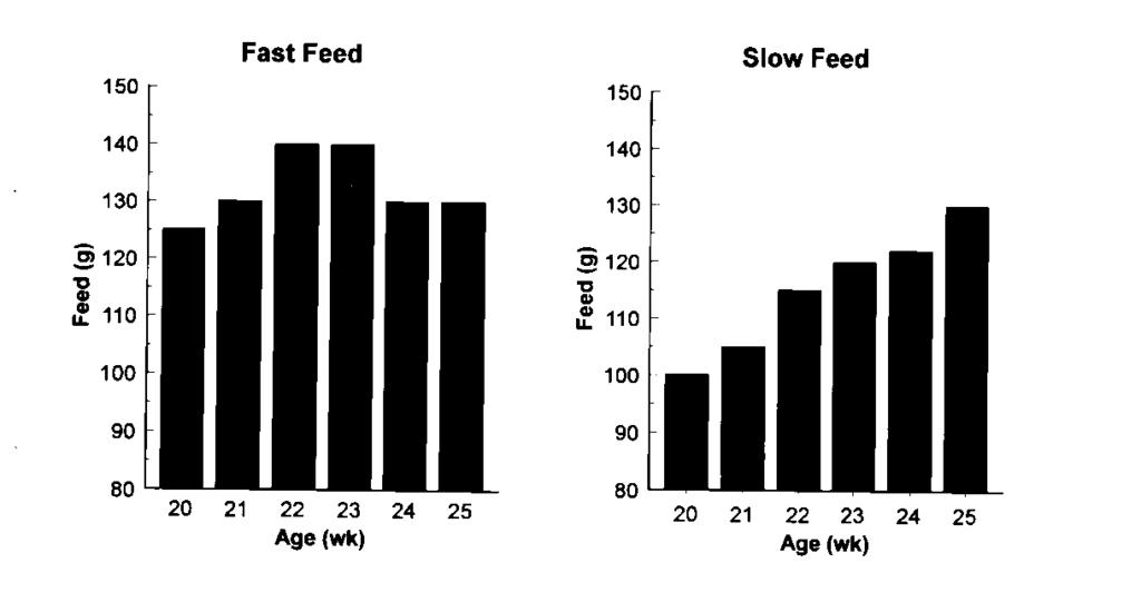 However, by 24 wk of age, it became apparent that the previous feed allocations may have been too generous, as assessed by pullet BW.