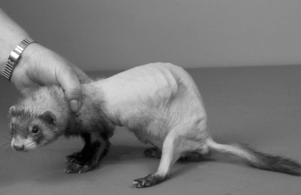 Chapter 8 Introduction The most prominent, and initially seasonal, symptoms of hyperadrenocorticism in ferrets are symmetrical alopecia (Fig.
