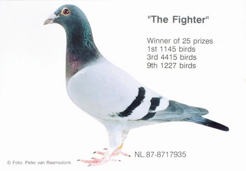 Deanna pictured above was the mate to St. Thomas and together this pair bred a host of exceptional champions including a highly successful pigeon known throughout Canada as The Fighter.