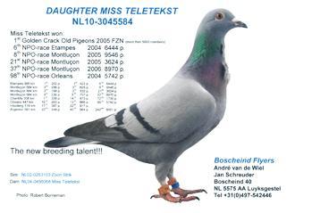 Lot 9 NL-10-3045584 Blue Bar Hen Daughter Miss Telekst Daughter of one of my best pairs. Many have a frill and win many 1 st prizes.
