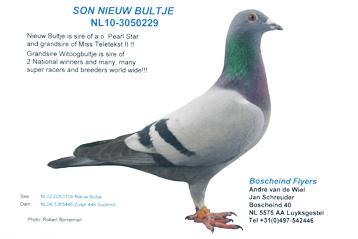 Lot 15 NL-10-3050229 Blue Bar Cock Grandson Witoogbultje Sire is one of the famous children and top breeders off Witoogbultje. Dam is a sister to Superios 1 st National.