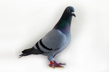 A violet eyed hen. A direct IMPORTED daughter of the SMALLE. Albert Marcelis, Belgium stated in his video before his death that Smalle was the FATHER of my loft.