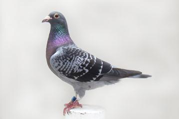 Dam: AUST-01-12117 Blue Chequer Hen. Sold to Vince Pedavoli 12117 is a very special pigeon, race winner as a yearling then as a two year old won Wentworthville Classic Wenty Gold at 300 miles.