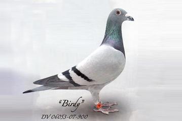 The Wouters pigeons imported by Tom Wills are all of the EFFE 66 bloodlines.