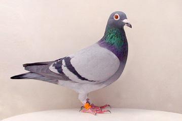 Lot 81 AUST-06-8728 Blue Bar Cock A great racer now producing, all the best of Jos Thone s distance pigeons.