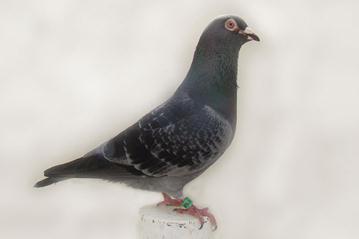 Photo by Stephen Saywell Lot 4 BELG-10-6052476 Dark Chequer Cock Son of BOLO Sire: BELG-04-6058005 Solo 4 th Ace-pigeon Union Antwerp.