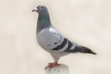 Lot 5 BELG-10-6052477 Light Blue Chequer Hen Daughter of BOLO Sire: BELG-04-6058005 Solo 4 th Ace-pigeon Union Antwerp.
