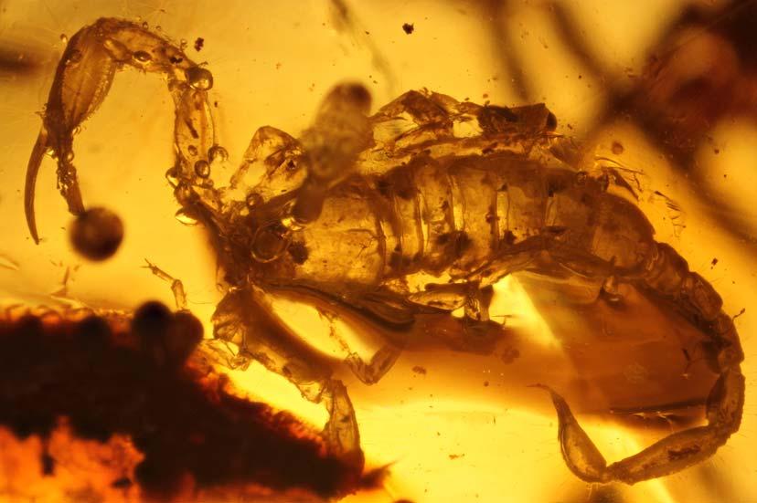 New scorpions from Burmese amber 69 1 2 Figs 1 2. Burmesescorpiops groehni sp.n., habitus, dorsal and ventral aspects, respectively. Рис. 1 2. Burmesescorpiops groehni sp.n., общий вид, соответственно сверху и снизу.