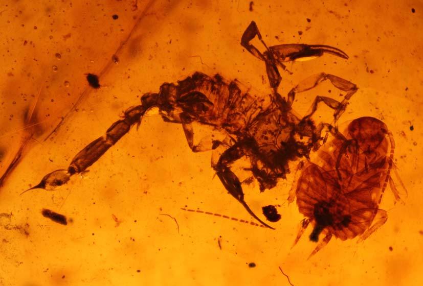 New scorpions from Burmese amber 71 12 13 Figs 12 13. Chaerilobuthus gigantosternum sp.n., habitus, dorsal and ventral aspects, respectively. Рис. 12 13. Chaerilobuthus gigantosternum sp.n., общий вид, соответственно сверху и снизу.