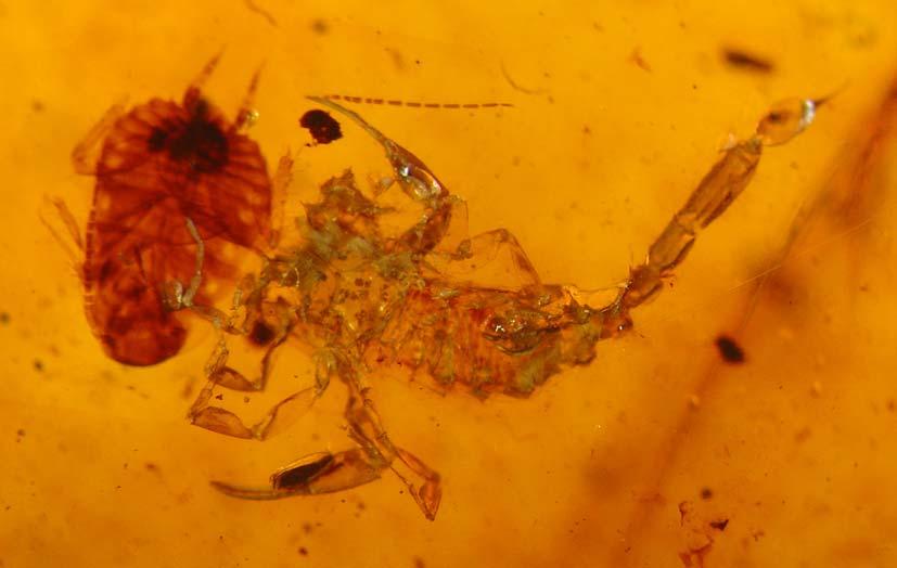 The dorsal aspect of the specimen cannot be clearly observed since the piece is thick and the amber is not clear enough. Structure. Carapace seems smooth; anterior margin almost straight.