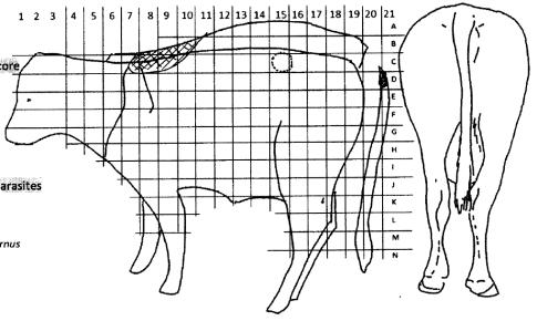 Sampling The mange phenotype was defined based on lesion extent, lesion appearance and mite counts. The lesion extent or 'clinical index' is calculated as the affected proportion of the body surface.