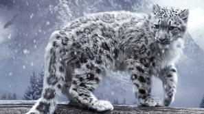 How Do Snow Leopards Reproduce? by Sandor Snow Leopards live alone, but come together for a short time to mate. Mating is when a male Snow Leopard goes out to \ind a female.