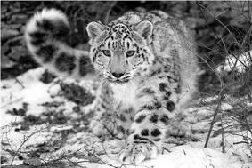 Why Are Snow Leopards Rare? by Saul Snow Leopards are an endangered species, and their population continues to sadly decrease.