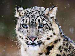 The demand to see these agile mountain creatures is growing, which is a fatal problem for this cat s survival because some museums and zoos are