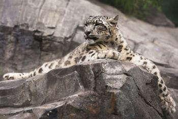 Snow Leopard on its perch In What Type of Habitat Does a Snow Leopard Live? by Nick Snow Leopards are able to survive in one of the harshest places on earth.
