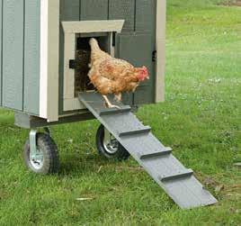 3. Make sure wild birds do not have access to your chickens water and feed containers. 4. Chickens need twice as much water as they do feed.