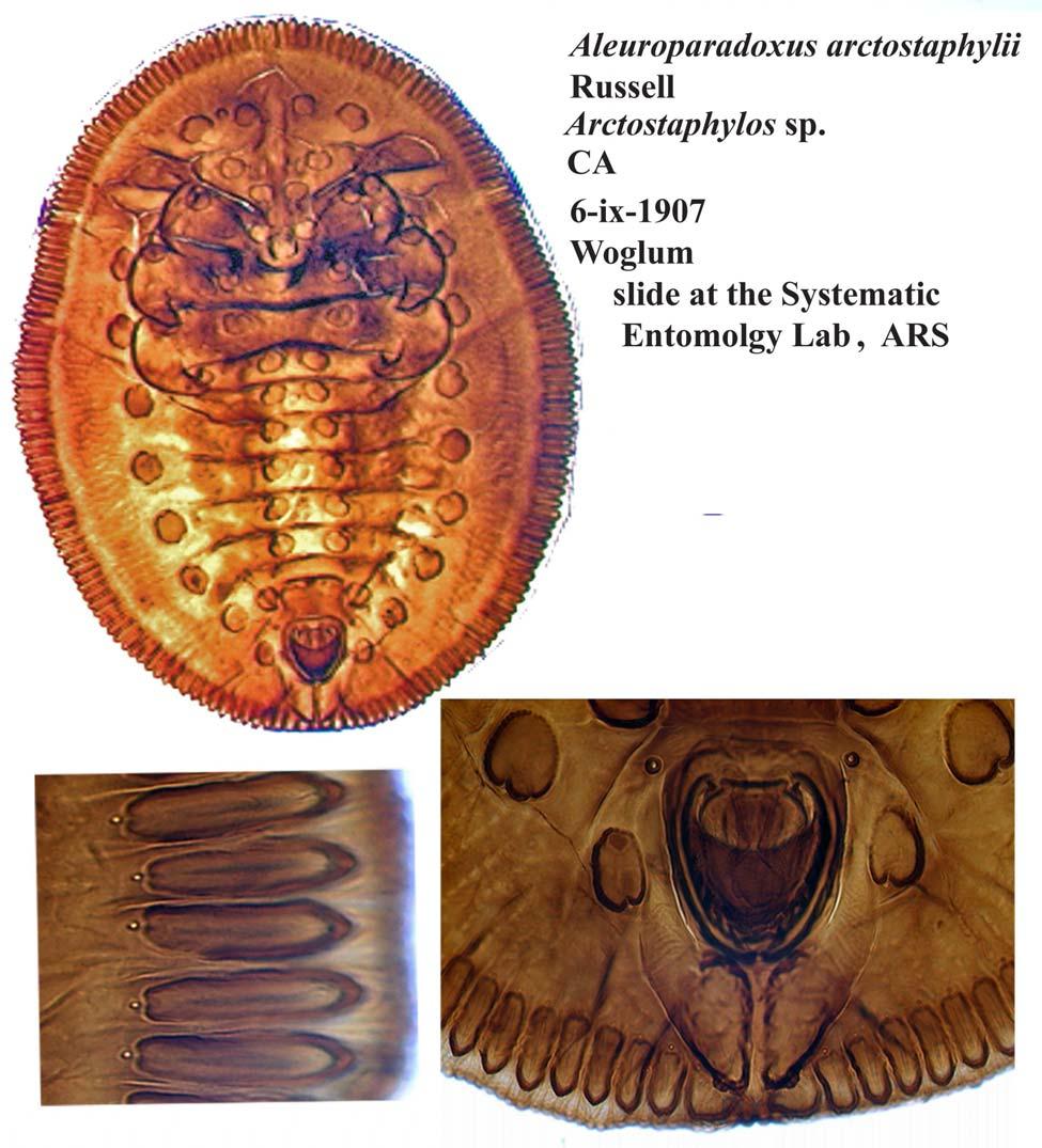 8 INSECTA MUNDI 0140, October 2010 DOOLEY ET AL. Figure 4. Aleuroparadoxus arctostaphyli Russell. Vasiform orifice.