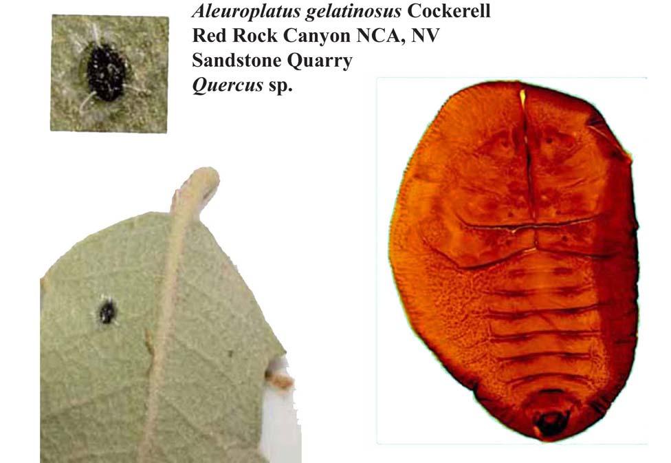 ALEYRODINE WHITEFLIES OF CLARK COUNTY, NEVADA INSECTA MUNDI 0140, October 2010 9 Figure 5. Aleuroplatus gelatinosus (Cockerell). Nevada hosts. Aquifoliaceae: Ilex sp.