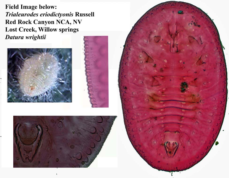 22 INSECTA MUNDI 0140, October 2010 DOOLEY ET AL. Figure 13. Trialeurodes eriodictyonis Russell. Genus Trialeurodes Cockerell 1902 Diagnosis. Puparium: Habitus.