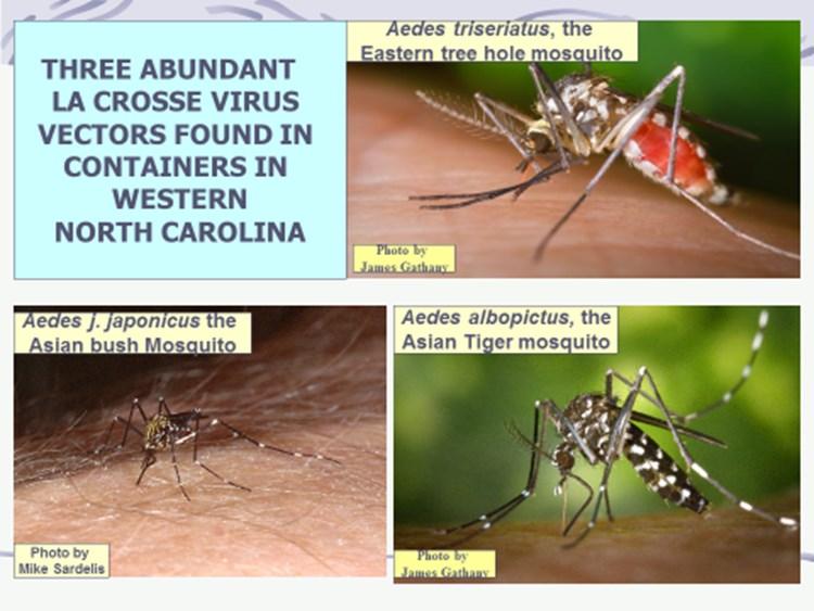 THE BITING TIMES Page 16 (from previous page) Other commonly found species in the 24 mountain counties include Anopheles punctipennis (22/24), Culex restuans (20/24), Culex territans (19/24), Aedes
