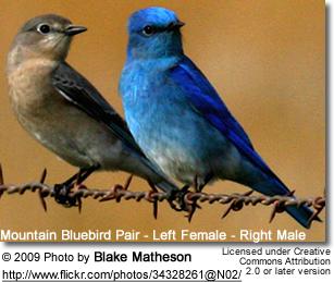 Mountain Bluebirds (Sialia currucoides) - also known as Arctic Bluebirds Mountain Bluebirds (Sialia currucoides) aka Arctic Bluebirds Overview and Interesting Facts.