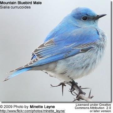 .. Conservation Status The Mountain Bluebirds (Sialia currucoides) - also known as Arctic Bluebirds - are small thrushes that are easily identified by the males' vivid bright blue plumage details.