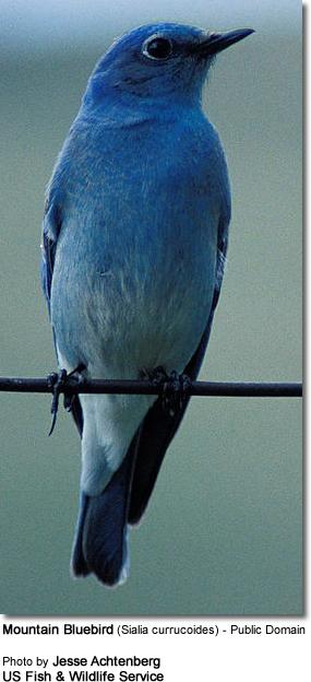 Diet / Feeding During the summer months, adult bluebirds mostly feed on insects and other invertebrates, including grasshoppers, crickets, grasshoppers, caterpillars, katydids, beetles, as well as
