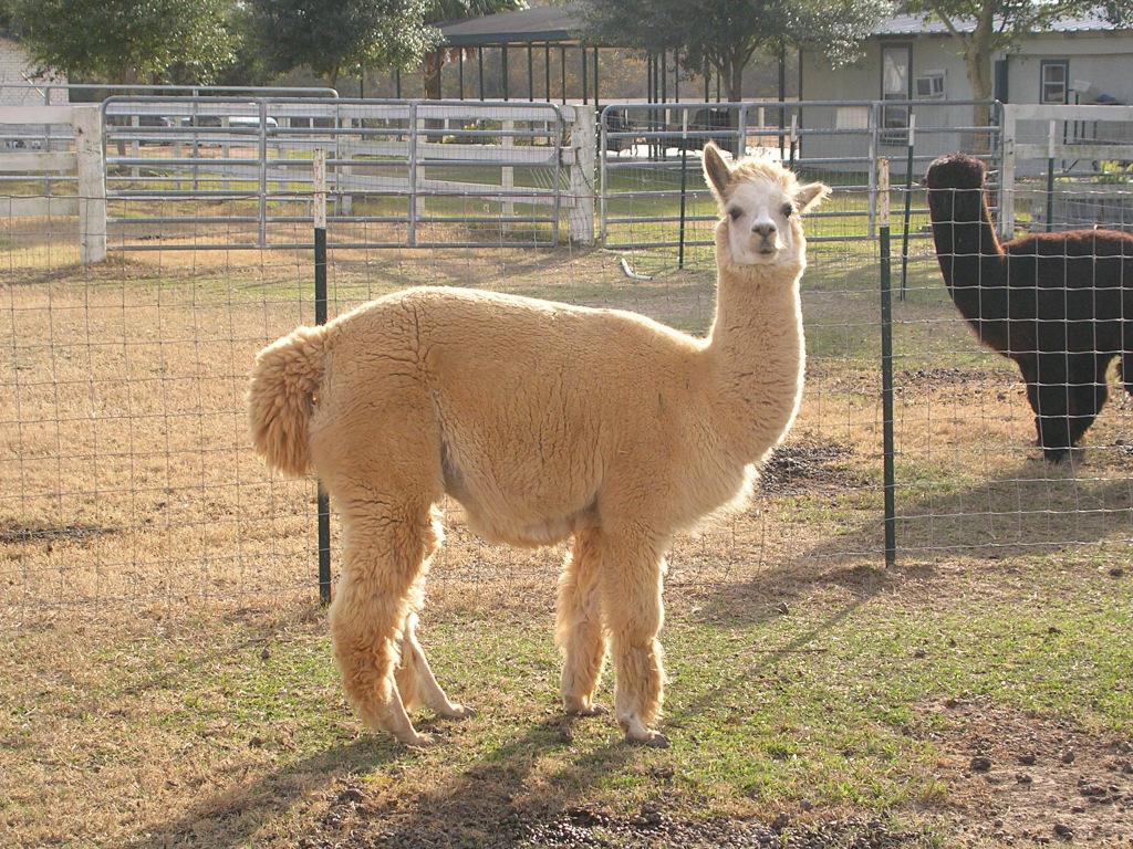 Since we were freaking out that our alpaca had ticks in her ear, we ask Doc, How do we kill them!!!! He told us to squirt ½ cc Ivermectin in the ear to kill the ticks.