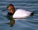 Description: The bill on this species is very similar to the Northern Shoveler in length. The female is a drab brown color while the male is mostly a dark deep red when in its breeding plumage.