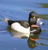Description: A very distinctive diving duck. The male has bright red colored head with a black breast and tail, while the rest of the body is gray.