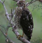 Information: Also called the Marsh Hawk, they are commonly seen foraging over the low-laying areason the property, in particular, the wetland areas and surrounding grassland hillsides.