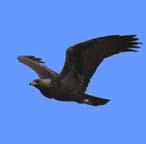 Golden Eagle Aquila chrysaetos Occurrence: Uncommon Federal Status: Birds of Conservation Concern (BCC) State/Audubon Status: California State List 3 Description: This bird is dark brown overall with