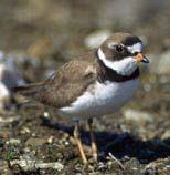 Information: These birds inhabit open areas and found mostly more inland. Their call is a distinctive Killdeer! They nest in shallow depressions in the ground lined with grass, pebbles and seaweeds.