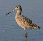 Information: This bird winters here on the Central Coast before it moves inland to breed in the open prairies. It usually inhabits the salt marshes and beach regions of the Central Coast.