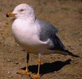 Ring-billed Gull Larus delawarensis ; Uncommonly seen in breeding season.