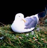 Active Months: September-May Description: Similar to Herring Gull but smaller, with a darker gray mantle, dark eye, reddish eye ring, and greenish legs.
