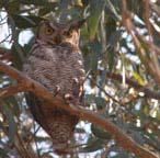 Great Horned Owl Bubo virginianus, nesting Description: These birds are very easily identified by their broad ear tufts on each side of the head.