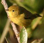 Description: A typical warbler, mostly yellow with a distinctive orange patch on the head which is rarely seen in the field. It has a dark eye-line and a broken eye-ring.