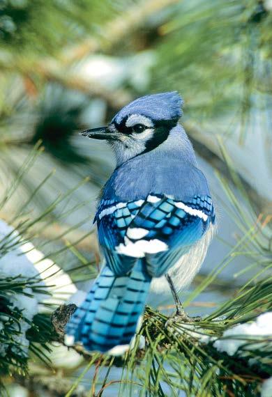Big, BOLD, and Blue Young naturalists The blue jay can be noisy and rowdy, but this bird is not a bully.