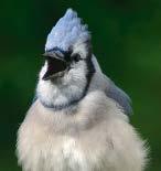 Big Talkers Blue jays have a large vocabulary. Jays whistle, peep, squawk, mew, buzz, twitter, click, clack, and cluck. They imitate all kinds of sounds, from a cat s meow to a screech owl s whinny.