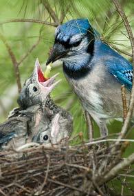 The female joins her mate in constantly delivering insects to these hungry mouths. Three weeks after hatching, young jays have fledged, grown feathers to fly.