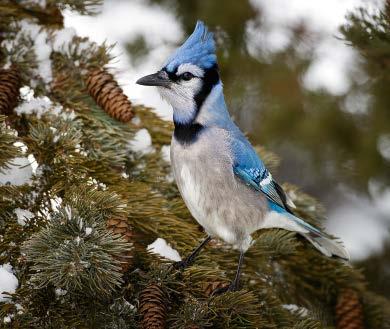 Not TRUE Blue Blue jay feathers contain no blue pigment. They look blue because of the movement of light waves through millions of hollow, transparent cells in the feathers.