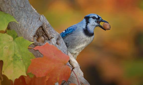 In fall, the blue jay stores a favorite food acorns from oak trees in a cavity in a maple tree. In winter the jay will return to this and other storehouses, or caches, to eat the nuts.