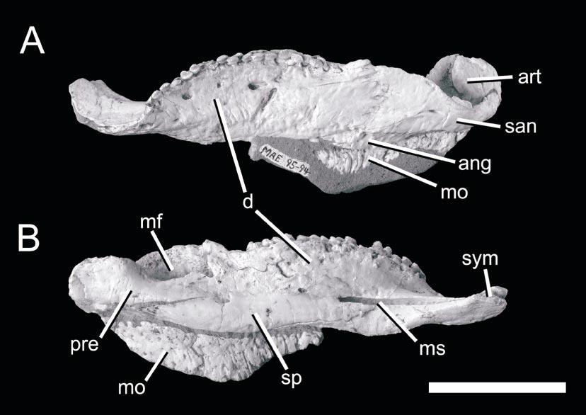 2003 HILL ET AL.: NEW SPECIMEN OF PINACOSAURUS GRANGERI 15 Fig. 8. Pinacosaurus grangeri. IGM 100/1014. Left hemimandible in buccal (A) and lingual (B) views. See appendix 4 for abbreviations.
