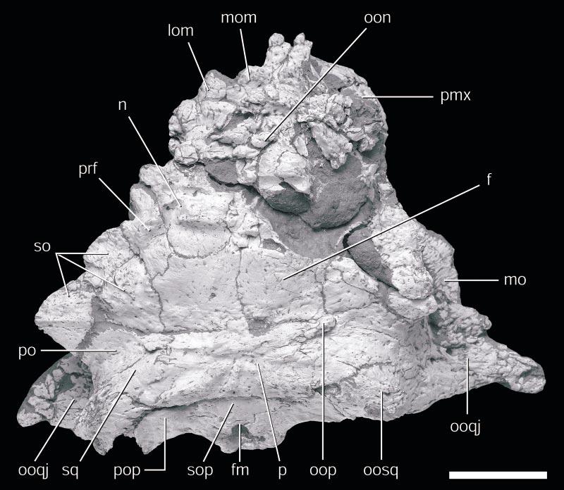 2003 HILL ET AL.: NEW SPECIMEN OF PINACOSAURUS GRANGERI 5 Fig. 2. Pinacosaurus grangeri. IGM 100/1014. Dorsal view of skull. See appendix 4 for abbreviations. Scale bar equals 5 cm. plete skull of P.
