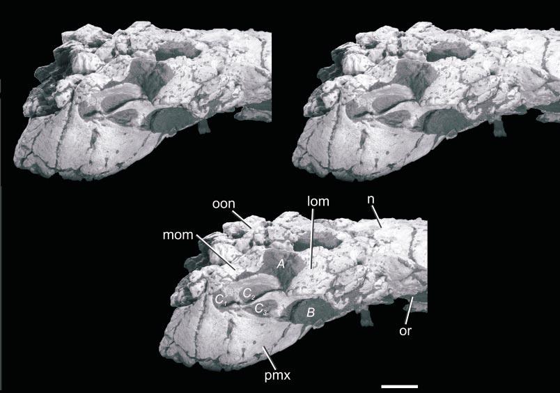 2003 HILL ET AL.: NEW SPECIMEN OF PINACOSAURUS GRANGERI 7 Fig. 4. Pinacosaurus grangeri. IGM 100/1014. Stereopairs of narial region in left anterolateral view showing narial apertures and recesses.