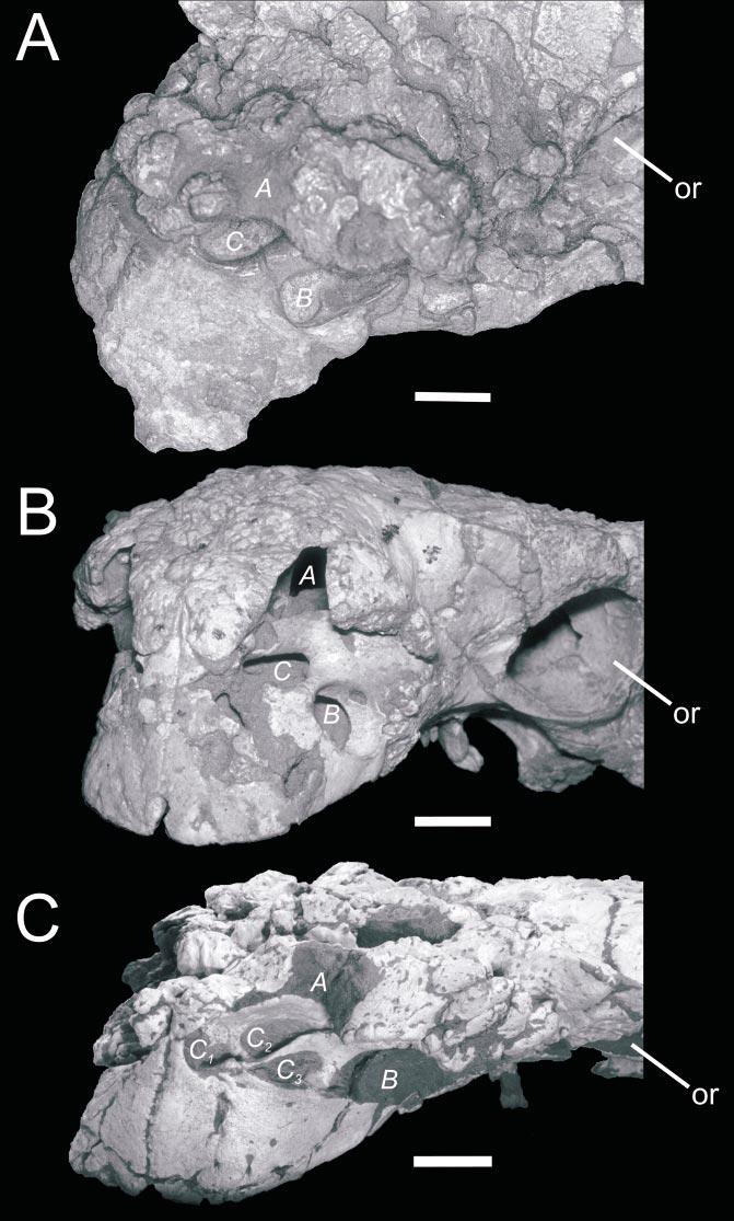 2003 HILL ET AL.: NEW SPECIMEN OF PINACOSAURUS GRANGERI 9 Fig. 5. Pinacosaurus grangeri.
