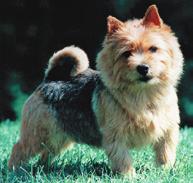 18 NORWICH TERRIER EDUCATIONAL STANDARD COMPENDIUM 19 Tail: Docking optional. (a) Medium docked. Set high, completing perfectly level topline. Carried erect.