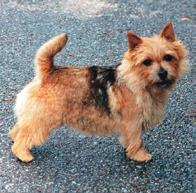 Norwich Terriers do not have a stiff tail like westie- or cairn terrier and the standard says carried jauntily.