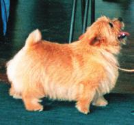 20 NORWICH TERRIER EDUCATIONAL STANDARD COMPENDIUM 21 Forequarters: Legs short, powerful and straight; elbows close to body. Pasterns firm and upright.